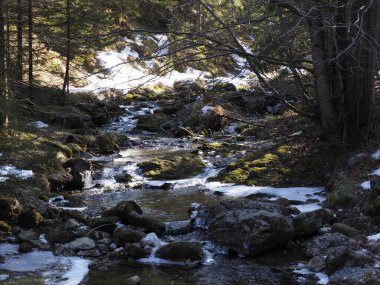 Kayalık Dağ Akıntısı Eriyen Karlar Altında Erken Bahar Ormanında