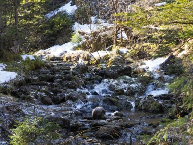 Bahar Ormanında Kayalar ve Eriyen Kar Toprakları Arasında Dağ Akıntısı