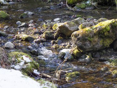 Bahar Ormanı 'ndaki Yosun kaplı kayaların arasından akan Kristal Berrak Dağ Akıntısı