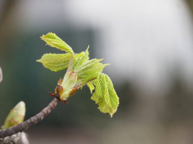 Canlı Genç Yeşil Yapraklar Bahar Şubesinde Bulanık Doğal Arkaplan, Makro Fotoğrafçılık