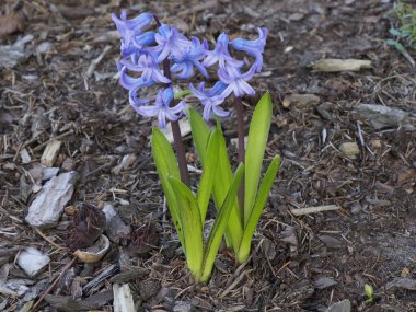 Canlı Mavi Sümbül Kümesi Baharat Bahçesinde açıyor Yeşil Yeşilliklerle Karanlık Çalı Arkaplanına Karşı
