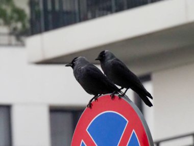 İki Karanlık Kuzgun Şehir Arkaplanlı Park Yok tabelasının tepesinde karşı karşıya.
