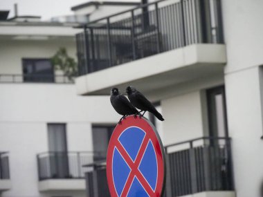 Kentsel Ayarlarda Kırmızı ve Mavi Park Yasağı tabelasına tünemiş İki Kuzgun 'un Yakın Çekimi