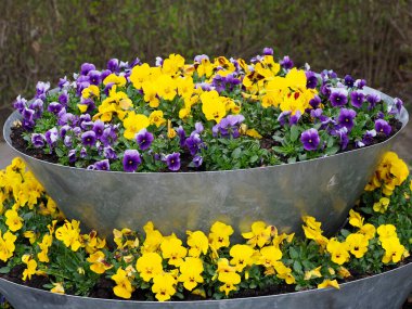 Bahar Bahçesinde Parlak Sarı ve Mor Pansies ile dolup taşan Üç Katlı Galvanize Metal Üreticisi