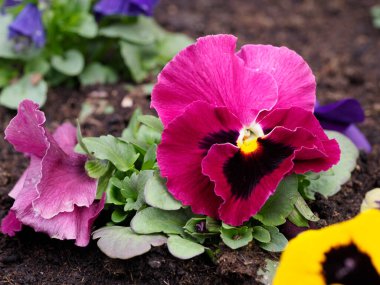 Yeşil Yapraklar Bahçede Yapraklarla çevrili Sarı Merkezli Canlı Magenta Pembe Pençe Çiçeği