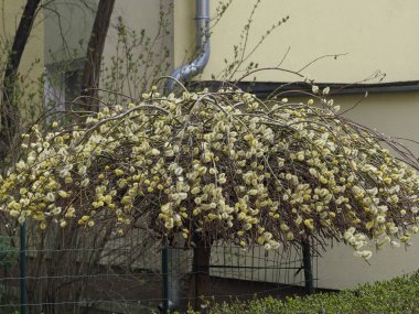 Beyaz Duvar 'a Karşı Sarı Forsythia Bush Parlak Bahar Bahçesi Özelliği