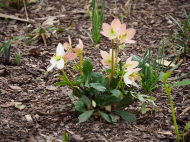 Zengin Brown Mulch 'la Bahar Bahçesinde Çiçek açan Zarif Sarı Hellebore Çiçekleri
