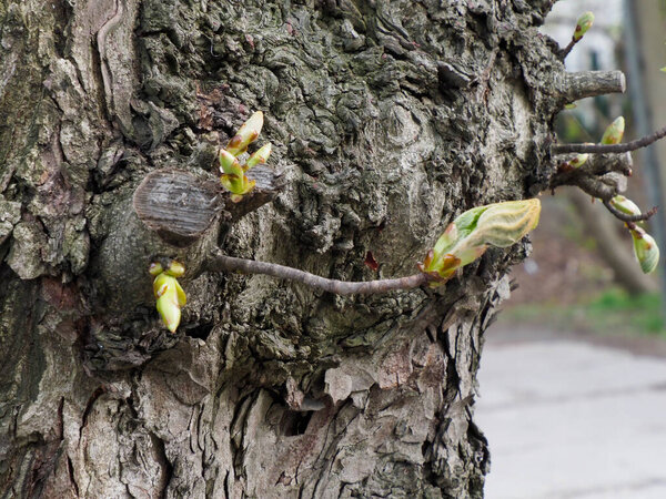 Fresh Green Buds Emerging from Rough Tree Bark in Spring, Close-up of Nature's Renewal Process