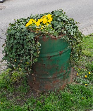 Sarmaşık ve Sarı Çiçeklerle Yeşil Metal Fıçısının Yenilenmesi Şehir Bölgesinde Büyüyor