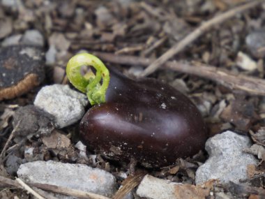 Bean Seedling ile Parlak Yeşil Atış Koyu Kahverengi Fasulye 'den Rocky Garden Toprakları' na çıkıyor