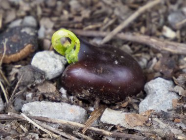 Bahar bahçesindeki Rocky Toprakları 'nda Koyu Kahverengi Fasulye' den Genç Yeşil Seedling filizleniyor.