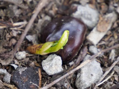 Fasulye Seedling 'in Yakın Çekimi Parlak Yeşil Atış ile Koyu Kabuktan Çıkıyor