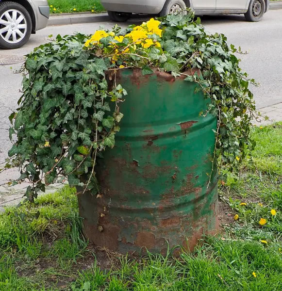 Yeşil Metal Varil Bitkisi, Sarı Çiçekler ve Sarmaşık Kaldırım Yanı Başında Büyüyen