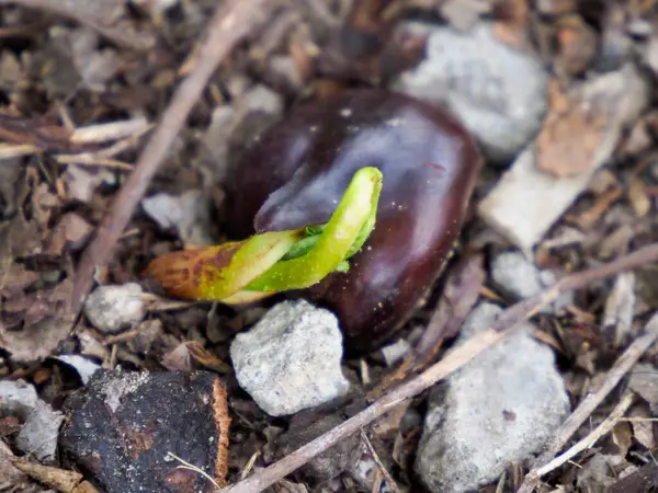 Fasulye Seedling 'in Yakın Çekimi Parlak Yeşil Atış ile Koyu Kabuktan Çıkıyor