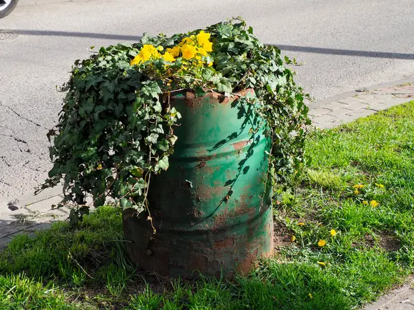Kırsal Yeşil Fıçı Bitkisi Çimenli Yol Kenarı 'nda Sarı Çiçekler ve Yeşillik Yaprakları