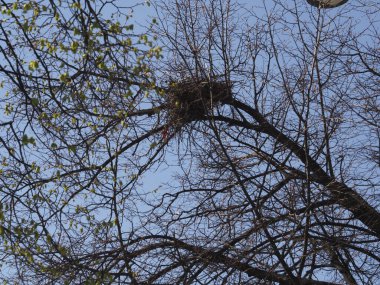 Açık Mavi Gökyüzüne Karşı Çıplak Kış Ağacında Kuş Yuvası Doğal Mimariye Karşı