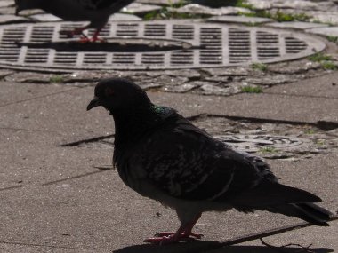 Kırmızı Ayaklı Koyu Güvercin 'in Kapağı Şehir Çadırında Kasıla kasıla yürüyor