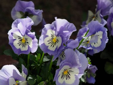 Zarif Mor Pansies Belirgin Sarı Merkezleri ve Karşıt Karanlık Damarları ile Bahçede Çiçek