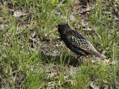 Avrupa Sığırcık Kuşu Benekli Plumage ve Yanardöner Tüyleriyle Bahar Çimlerinde Duruyor