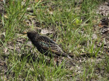 Bahar Çayırında Benekli Tüy ve Kısa Kuyruklu Avrupa Sığırcıkları Arıyor
