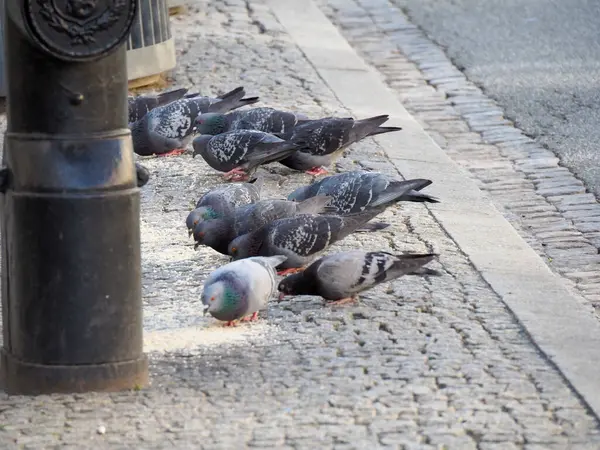 Avrupa Şehir Merkezi 'ndeki Antik Çakıl Taşı Sokağı' nda Dinlenen Güvercinlerin Yakın Çekimi