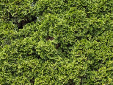 Yosma ağaçlarının yoğun yeşil yaprakları bahçede doğal mahremiyet çiti oluşturuyor.