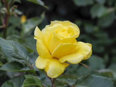 Yeşil Bahçede açan canlı sarı gül Baharda narin taç yapraklarıyla