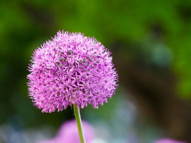 Canlı Mor Allium Çiçek Başı Bahar Bahçesinde Bulanık Yeşil Arkaplan Karşısında Çiçek Açtı