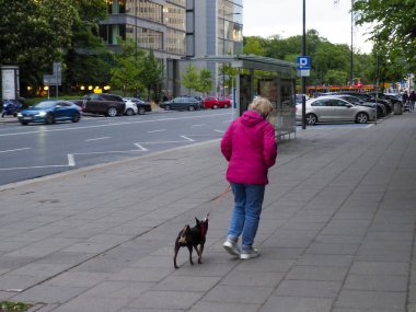 Parlak Pembe Ceketli Kadın Şehir Kaldırımında Yürüyen Küçük Siyah Köpek Otomobiller