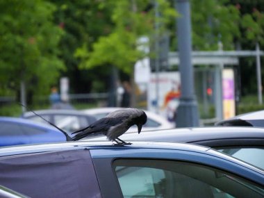 Baharda Şehir Otoparkında Siyah Kuş Mor Araba Çatısına Tüymüş