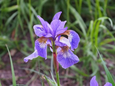 Doğal Bahçe Ayarlarında Sarı Detaylı Canlı Mor İris Çiçeği Çiçeği