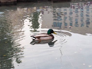 Mallard Ördeği Durgun Suda Yüzüyor Kentsel Kanal Yansımalarında Dalgalanmalar Yaratıyor