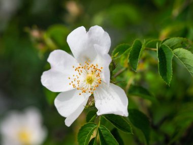 Yeşil yapraklı arka planda altın merkezli beyaz yaban gülü çiçeğinin yakın görüntüsü