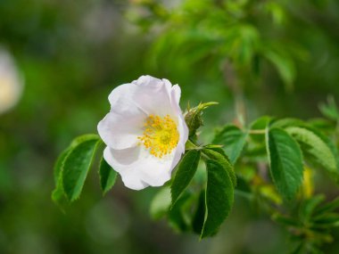 Doğa bahçesinde açan narin, yaban gülü çiçeği, yumuşak sabah ışığıyla birlikte.