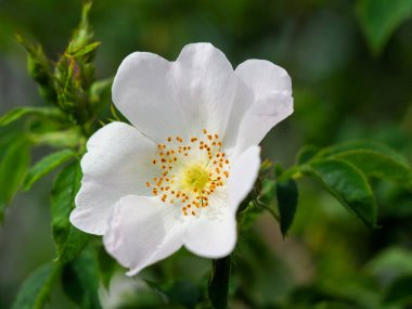Zarif beyaz gül çiçeği. Detaylı taç yaprağı dokusuyla doğal ışık altında yakalandı.