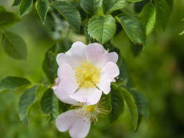 Doğal bahçe manzarasında yumuşak yaprakları olan yumuşak, pembe bir gül çiçeği.