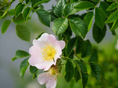 Narin, pembe, yabani bir gül, sarı bir çiçek, yeşil yaprakların arasında çiçek açıyor, doğal bahçe ortamında.