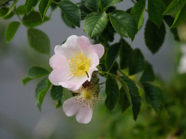 Yumuşak pembe bahçe çiçek açmış narin yapraklar sergiliyor ve yemyeşil yaprakların arasında parlak sarı bir merkez.