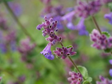 Yumuşak bokeh arkaplanlı mor lavanta çiçekleri bitki bahçesi ortamında sanatsal doğa kompozisyonu yaratıyor