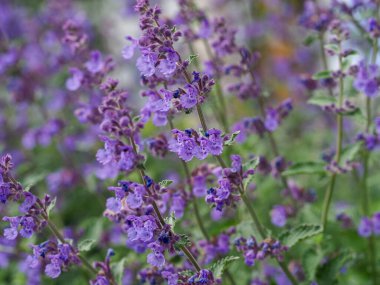 Yakın plan mor çiçek sivri uçlu, bulanık yeşil arka plan bokeh efektli makro çekim.
