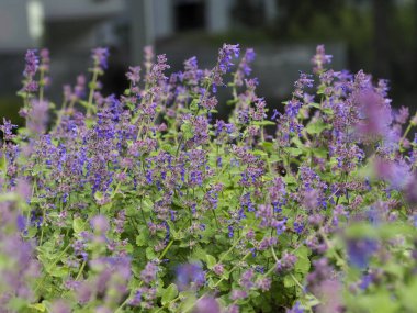 Açık hava ortamında yeşil yapraklı yoğun mor kedi nanesi demeti.