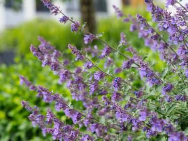 Bahar bahçesinde açan mor leylak çiçekleri yumuşak odaklı doğal çiçek arkaplanı oluşturuyor.