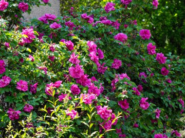 Parlak pembe çiçek açan çalıların yoğun kümesi doğal bahçe ortamında bol bol çiçek açıyor.