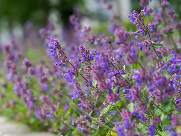Çiçek açan lavanta tarlasının geniş manzarası. Doğal bahçe manzarasında birden fazla mor çiçek sivriliği var.