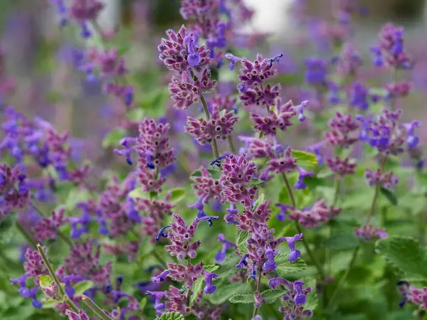 Yoğun mor lavanta demeti kümesi doğal ışıklandırma ile bahçe düzeninde desenli desen oluşturuyor.