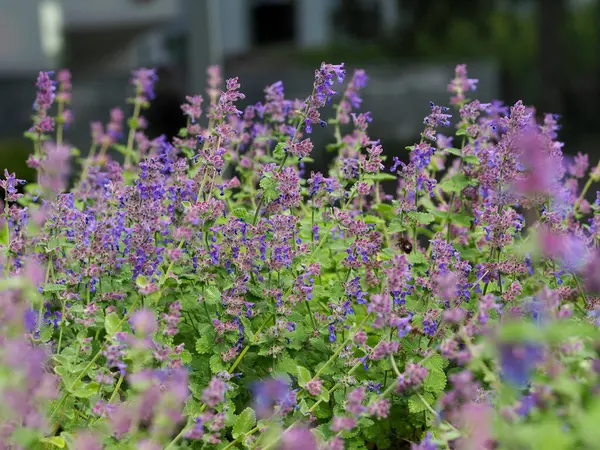 Açık hava ortamında yeşil yapraklı yoğun mor kedi nanesi demeti.