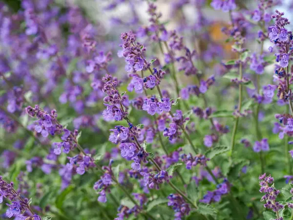 Eflatun çiçekleri rüya gibi yumuşak odak ile yakalanmış büyülü bahçe atmosferi yaratıyor.