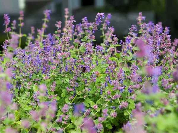 Doğal bahçede açan mor nepeta çiçekleri yumuşak botanik arka plan oluşturur