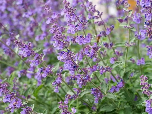 Otlakta doğal olarak yetişen yabani mor çiçekler ve sığ tarla fotoğrafçılık tekniği.