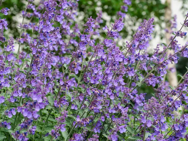 Mor çiçek başakları açık hava bahçesinde bulanık doğal arka plana karşı dimdik duruyor.